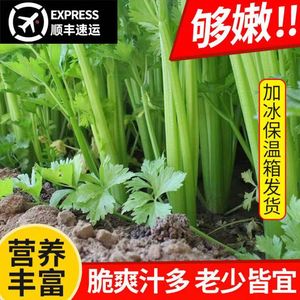 西芹新鲜大颗蔬菜农家自种榨汁芹菜现摘农产品当季叶菜青菜包邮