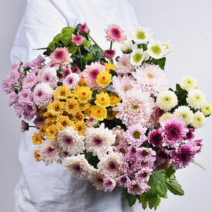 云南昆明基地玫瑰百合鲜切花小雏菊耐养花卉斗南家用鲜花室内花艺