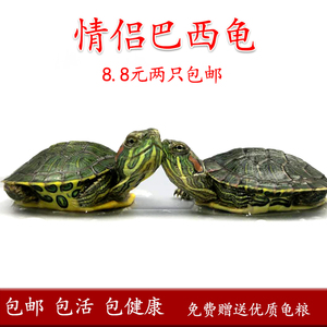 小巴西龟苗活物乌龟活体宠物龟绿色家养龟情侣龟长寿红耳龟淡水龟