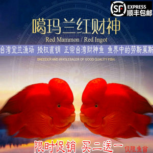 台湾红财神鱼 起头财神鱼 鹦鹉鱼财神鱼 鱼苗 台湾宜兰葛玛兰财神