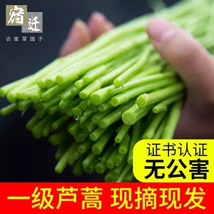 篱蒿3斤去叶当季芦蒿新鲜黎蒿野生蔬菜野菜藜蒿鲜嫩泥蒿蓠蒿蔬菜