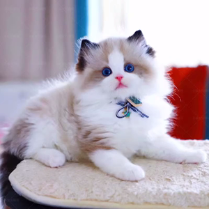 纯种布偶猫蓝双长毛血统海豹双色布偶仙女猫幼猫适合家养宠物猫