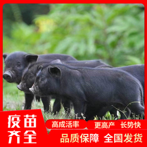 纯种藏香猪价格 藏香猪幼崽 小猪苗活体 散养黑土猪怀孕母猪