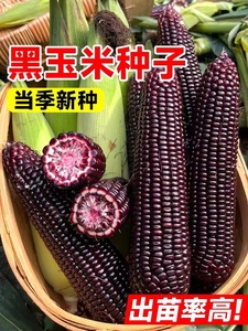 珍珠糯8号黑玉米种孑超甜水果玉米种子高产香脆甜糯糯米紫玉米种