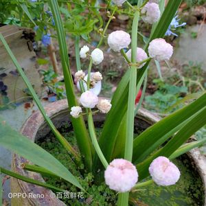 慈姑挺水水生花卉植物室内慈菰茨姑重瓣花慈菇日本茨菰苗白马蹄种