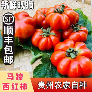 贵州农家老品种自然熟马蹄番茄西红柿新鲜土番毛辣果丑西红柿子