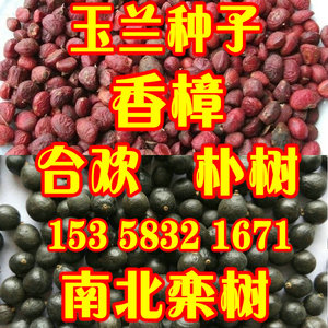 紫玉兰种子广玉兰香樟树种子小叶香樟种子北京栾树银合欢朴树种子