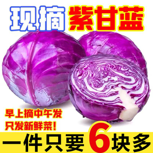 2024年现摘紫甘蓝新鲜5斤紫色球生菜红椰菜西餐蔬菜轻食沙拉食材