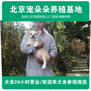 小黄狗 小黄狗品牌 价格 阿里巴巴