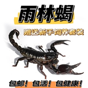 亚洲宠物蝎子雨林蝎大黑蝎子温顺宠物蝎公母繁殖组包活爬宠异宠
