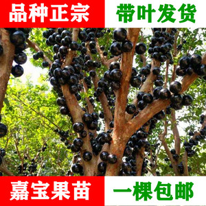 嘉宝果树苗台湾进口四季早生艾斯卡福冈大果苗盆栽常绿果树葡萄