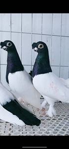 精品两头乌种鸽活体一对三瓣嘴豆眼凤头观赏鸽受精蛋可孵化两头黑