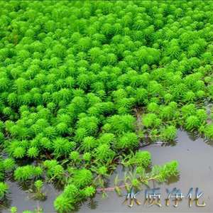 粉绿狐尾藻养殖小龙虾蟹水培植物鱼塘真水草淡水造景种子无土绿植