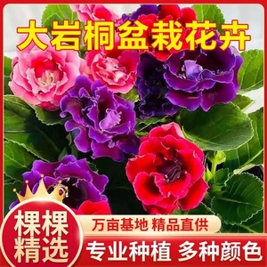 重瓣大岩桐带花苞吸甲醛芙蓉花苗盆栽多年生客厅四季花卉净化空气