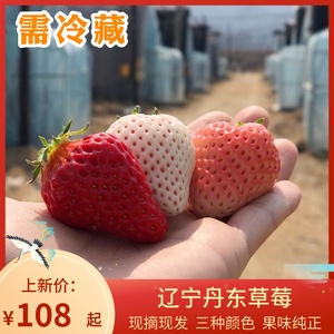 辽宁丹东草莓红颜99大果天使初恋现采现摘新鲜水果酸甜清香红白粉