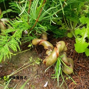 金钱松盆栽树苗金钱松小苗盆景室内四季常青花木植物水杉树苗