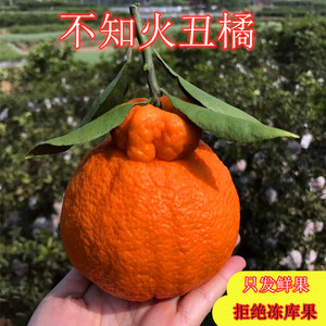 四川不知火丑橘新鲜水果当季整箱10斤丑八怪凸顶柑耙耙柑非春见