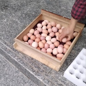 大别山山区正宗农家散养土鸡蛋安徽农村笨鸡蛋新鲜草鸡蛋柴鸡蛋