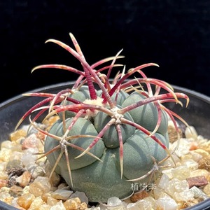 【植悟季】绯冠龙 瘤玉属 实生仙人球  一物一拍