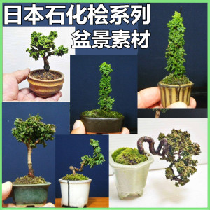 均园日本进口稀有名贵植物品种雅石化桧初雪小盆景柏树苗四季绿植