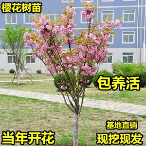 日本樱花树苗庭院种植嫁接大盆栽别墅名贵四季风景园林耐寒绿化苗