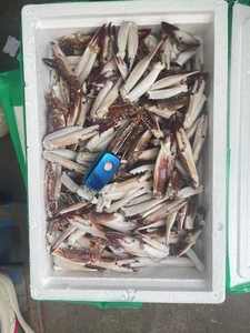 新鲜冷冻梭子蟹蟹钳，蟹腿7-8斤一箱大号蟹钳