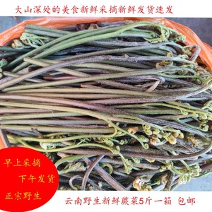 蕨菜云南野菜新鲜采摘野蕨菜龙爪菜特产新鲜蔬菜山毛野菜包邮