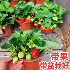 四季草莓苗冬季盆栽带花带果原盆原土奶油天使粉玉黑珍珠水果种苗