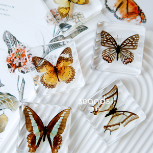 蝴蝶标本真虫子幼儿园教具生物科学启蒙自然科普儿童早教认知玩具