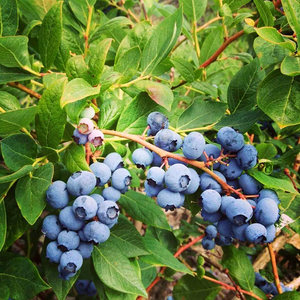 蓝莓树苗当年结果苗带花带果常绿盆栽地栽阳台南北方四季种植带土