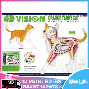 正版现货4d Master 动物解剖模型解剖大黄猫橘猫jasonfreeny 阿里巴巴找货神器
