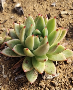 多肉植物 黄金玛利亚 新款多肉防辐射 蒙福多肉植物园