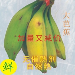 广西大芭蕉  新鲜香蕉 新鲜水果现采现发包邮