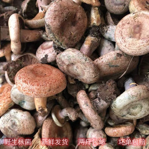 湖南湘西野生菌蘑菇寒菌 枞菌新鲜松树菌重阳菌雁鹅菌 满2斤包邮