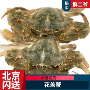 【北京闪送】500g鲜活花盖蟹 海鲜水产海蟹  海红蟹 赤甲红 石蟹