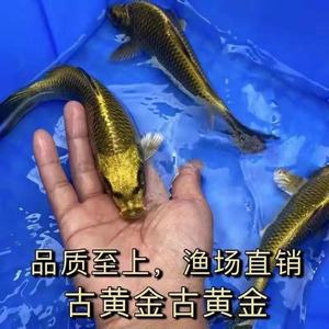 活鱼锦鲤古黄金淡水冷水鱼观赏鱼招财鱼高档大型红白三色耐养包邮