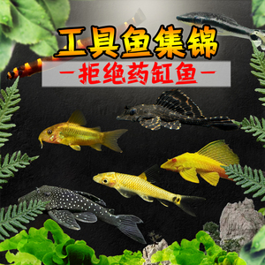 清道夫工具鱼鼠鱼底栖鱼除水藻青苔残渣水草缸热带观赏鱼清洁鱼缸