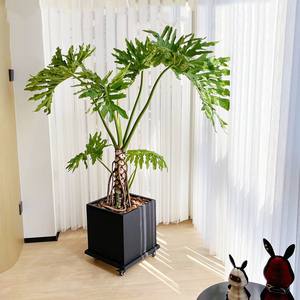 老桩龙鳞春羽盆栽大型绿植室内客厅网红造型办公室净化空气植物