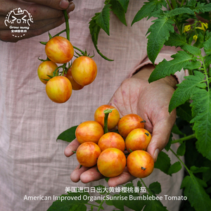 日出大黄蜂樱桃番茄种子皮薄香浓有机进口传家宝蔬菜盆栽阳台种菜