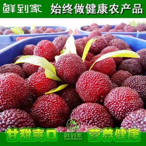 新鲜杨梅3斤绿色健康原生态水果现摘现发包邮浮宫非仙居