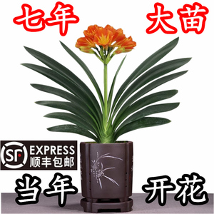 养君子兰的土 养君子兰的土品牌 价格 阿里巴巴 养君子兰的土 养君子兰的土品牌 价格 阿里巴巴