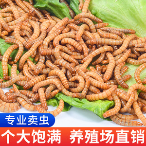 面包虫活虫黄粉虫活体金龙鱼乌龟仓鼠大麦虫画眉鸟食八哥幼虫钓鱼