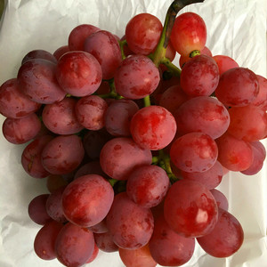 新鲜红提 当季水果 有籽红提葡萄 非美人指无籽提 足量5斤