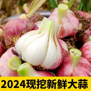 2024年鲜蒜大蒜头新鲜大蒜正宗白紫皮大蒜专用腌制红皮糖醋蒜5斤