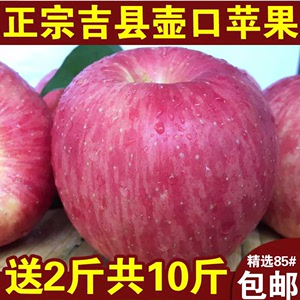 山西吉县壶口红富士苹果新鲜水果10斤大果产地直发非阿克苏冰糖心
