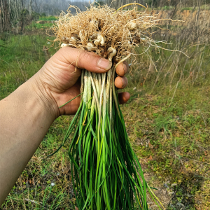 野生小根蒜食用新鲜野葱野菜胡葱薤白百香葱现挖野蒜野山葱250g