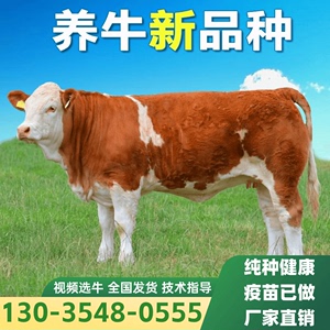 肉牛犊西门塔尔牛活牛苗鲁西小黄牛出售小牛犊母牛崽买牛犊子活苗