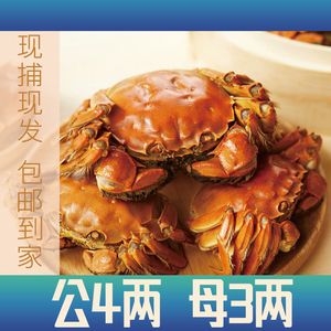 新鲜水产特大闸蟹4两公3两母礼盒装10只海鲜水产河蟹美味膏黄螃蟹