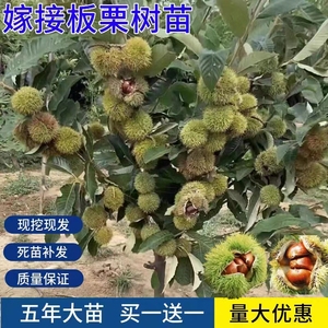 板栗苗树南方北方种植大红袍当年结果地栽特大嫁接板栗树果树果苗