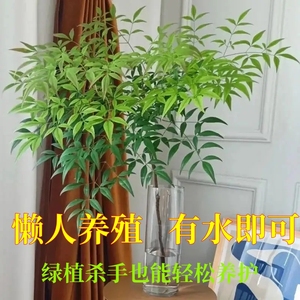 南天竹盆栽老桩水养培树苗真花树室内客厅阳台花卉绿植火焰南天竺